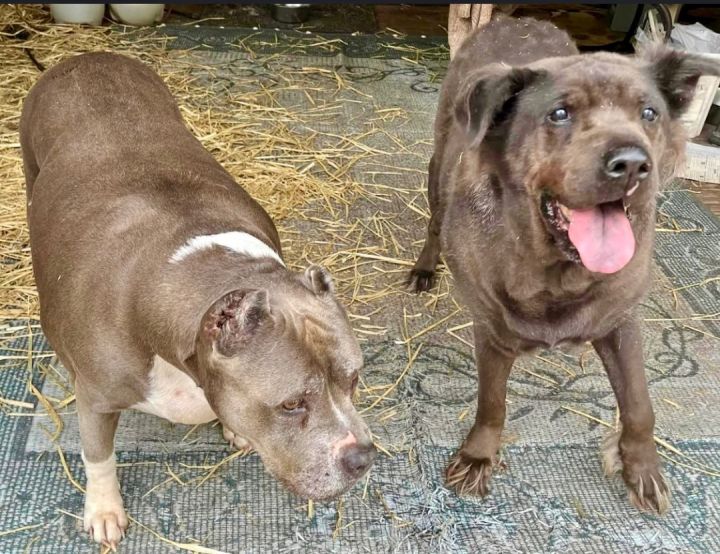 Owner Died! SENIOR PAIR Maggie & Frank -  OWNER DIED! 1