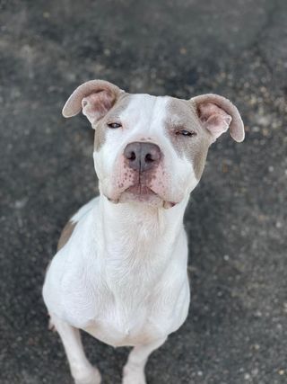 Daisy B, an adoptable American Staffordshire Terrier Mix in New Orleans, LA_image-6