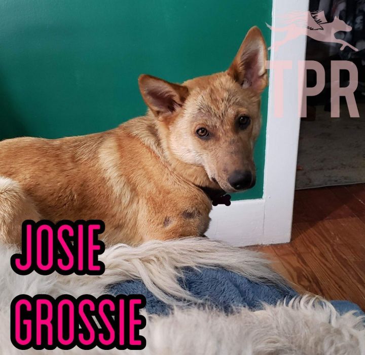 JOSIE GROSSIE!!!, an adopted Australian Cattle Dog / Blue Heeler in Lincoln, NE_image-5