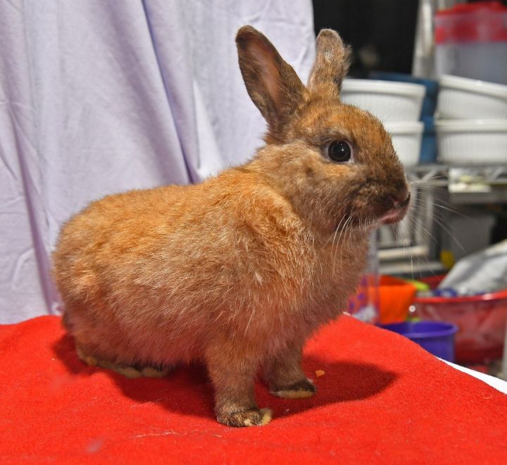 Gregarious, an adoptable Netherland Dwarf in East Syracuse, NY_image-1