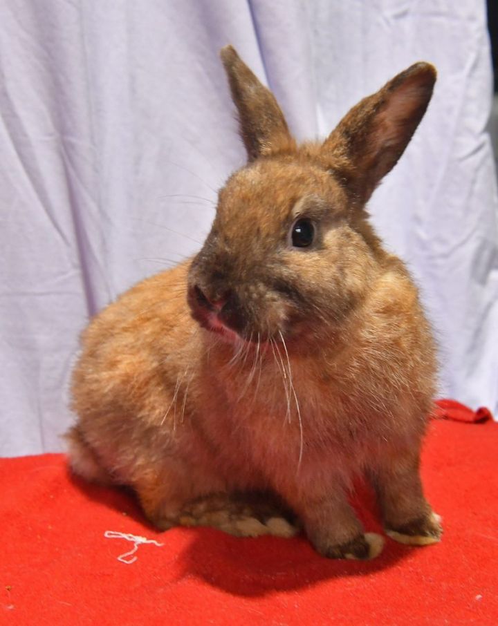 Gregarious, an adoptable Netherland Dwarf in East Syracuse, NY_image-4