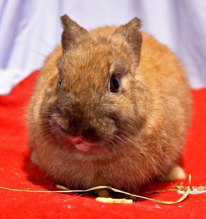Gregarious, an adoptable Netherland Dwarf in East Syracuse, NY_image-5