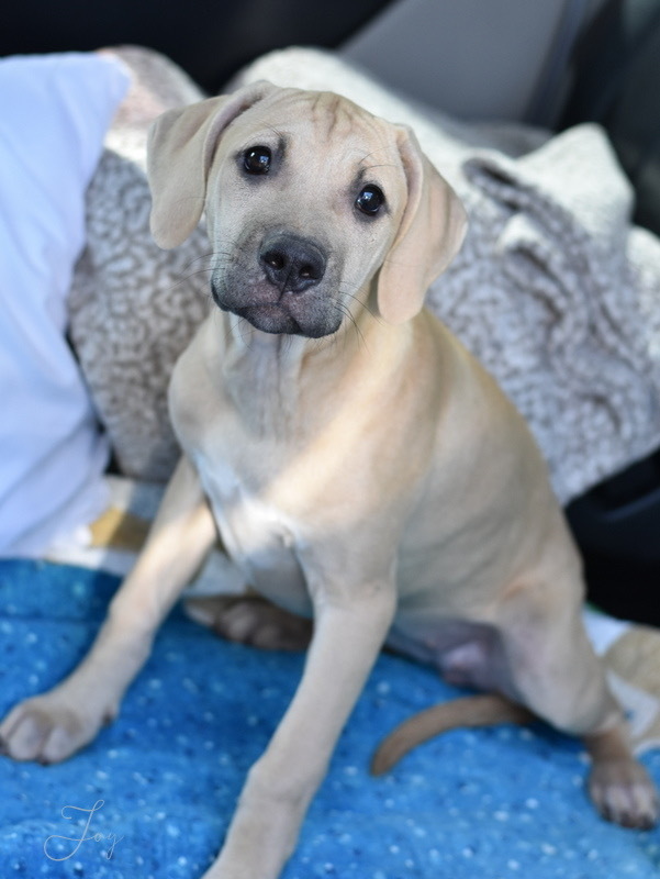 Joy (Noelle's Litter), an adoptable Hound & Labrador Retriever Mix in Brewster , NY_image-3