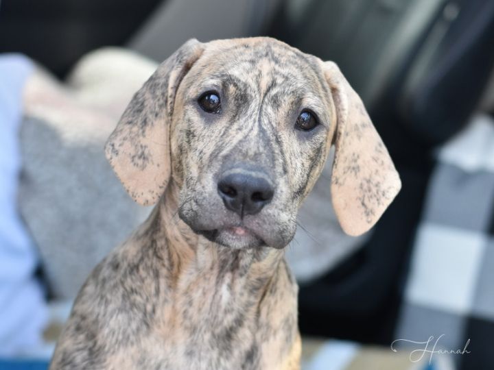 Hannah (Noelle's Litter), an adoptable Hound & Labrador Retriever Mix in Brewster , NY_image-1