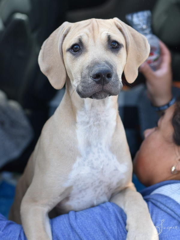 Swiper (Noelle's Litter) 1