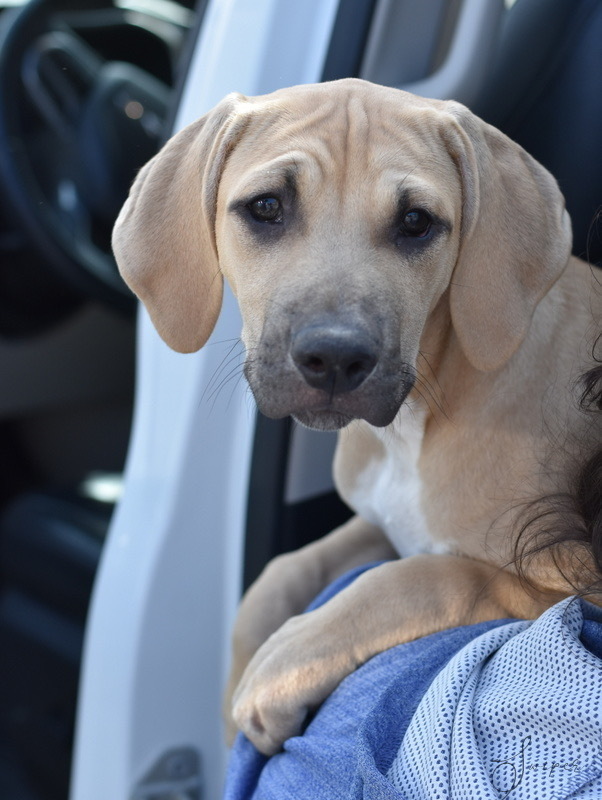 Swiper (Noelle's Litter), an adoptable Hound & Labrador Retriever Mix in Brewster , NY_image-2