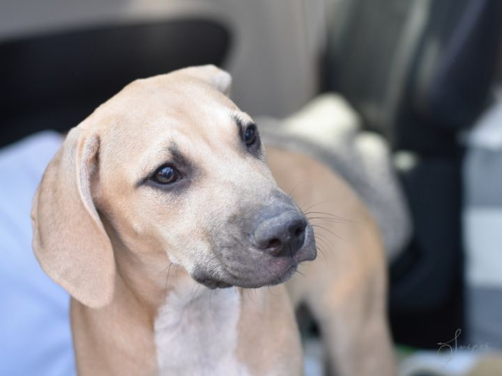 Swiper (Noelle's Litter), an adoptable Hound & Labrador Retriever Mix in Brewster , NY_image-3