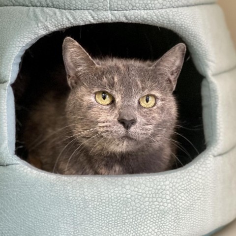Graycie, an adoptable Domestic Short Hair in New Fairfield, CT_image-1