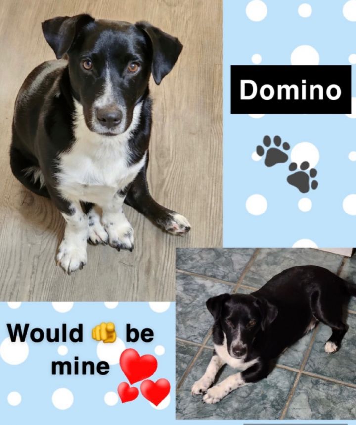 Domino, an adoptable Jack Russell Terrier Mix in Douglas, GA_image-1