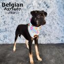 BELGIAN's profile on Petfinder.com