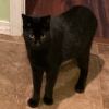 Bagheera