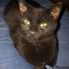 Bagheera