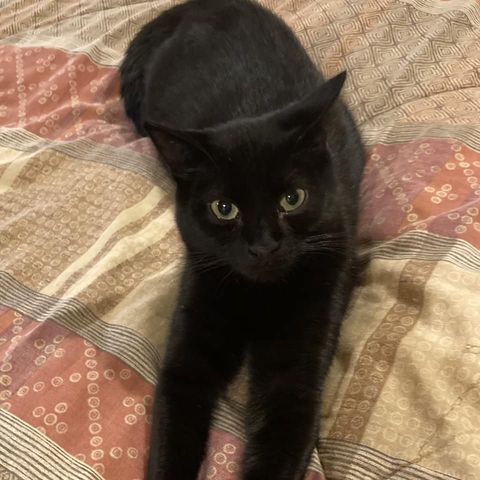 Bagheera