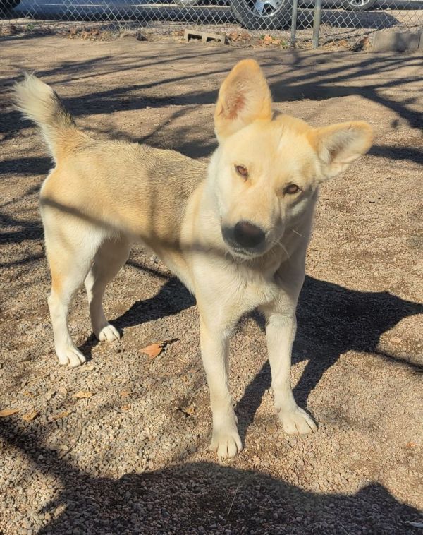 Nogales sales dog pound