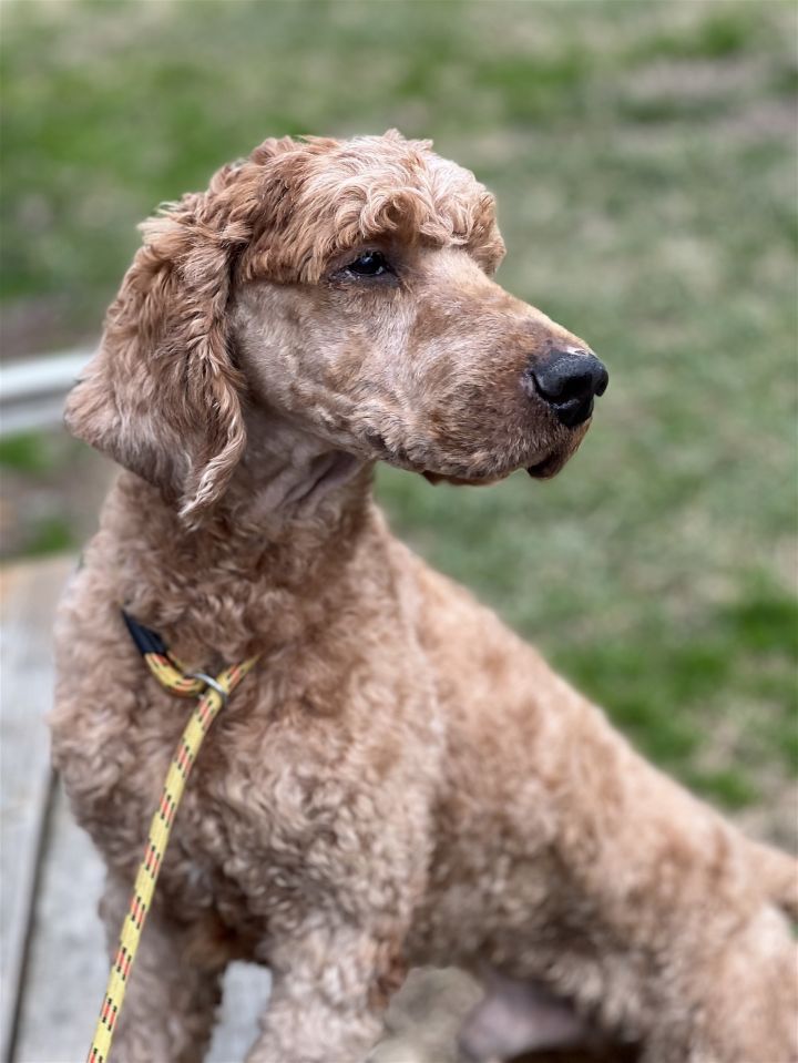 standard poodle mixes