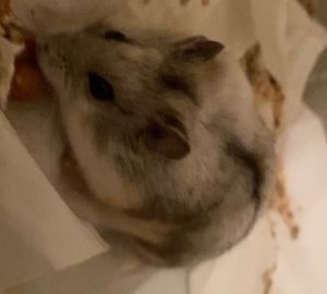 Small & Furry Animals for Adoption Near California, CA | Petfinder