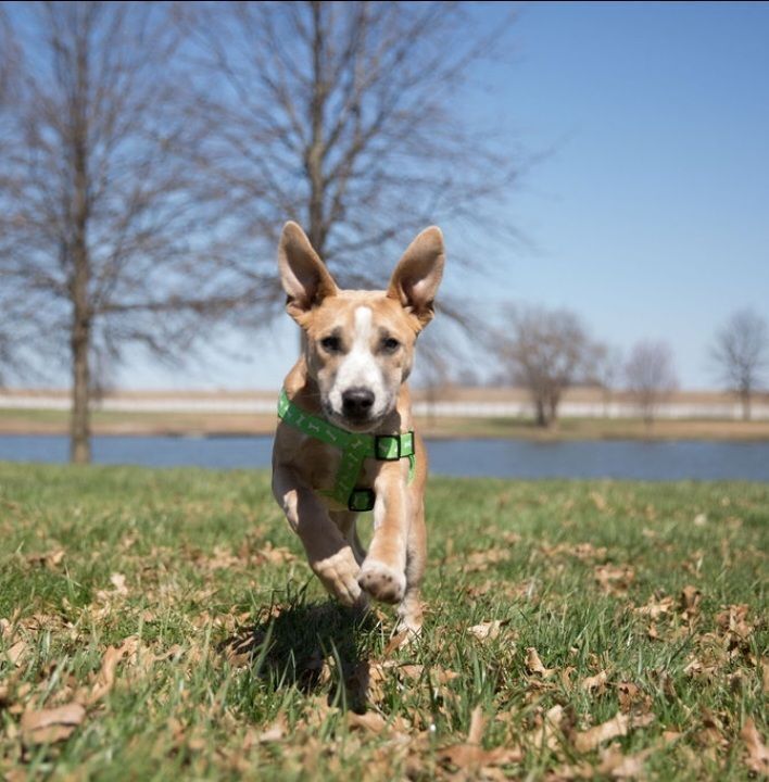 Dog for adoption - Armani, a Pit Bull Terrier & Australian Shepherd Mix in  Lexington, MO | Petfinder