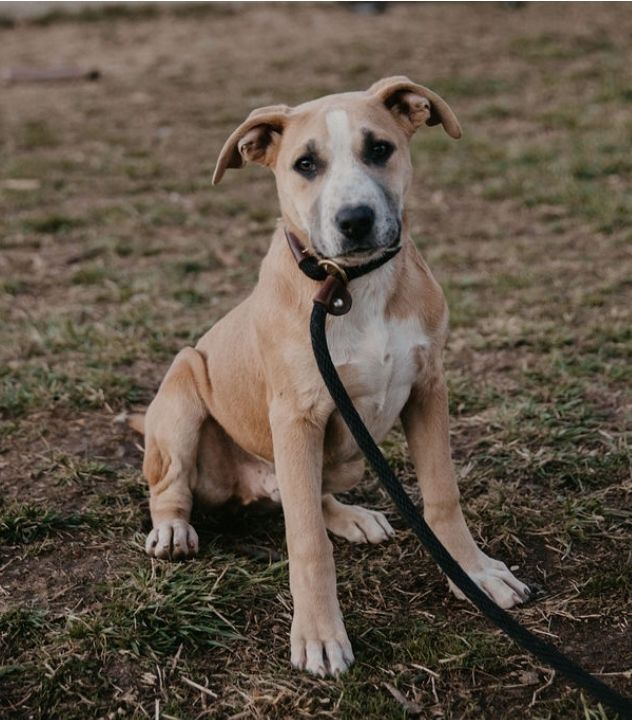 Dog for adoption - Armani, a Pit Bull Terrier & Australian Shepherd Mix in  Lexington, MO | Petfinder