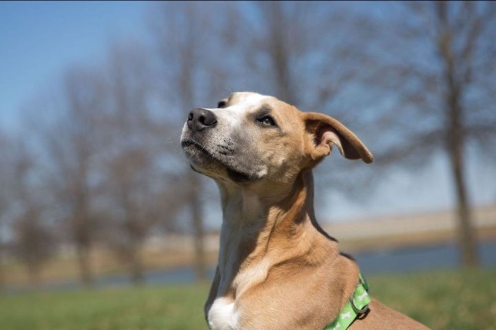 Dog for adoption - Armani, a Pit Bull Terrier & Australian Shepherd Mix in  Lexington, MO | Petfinder