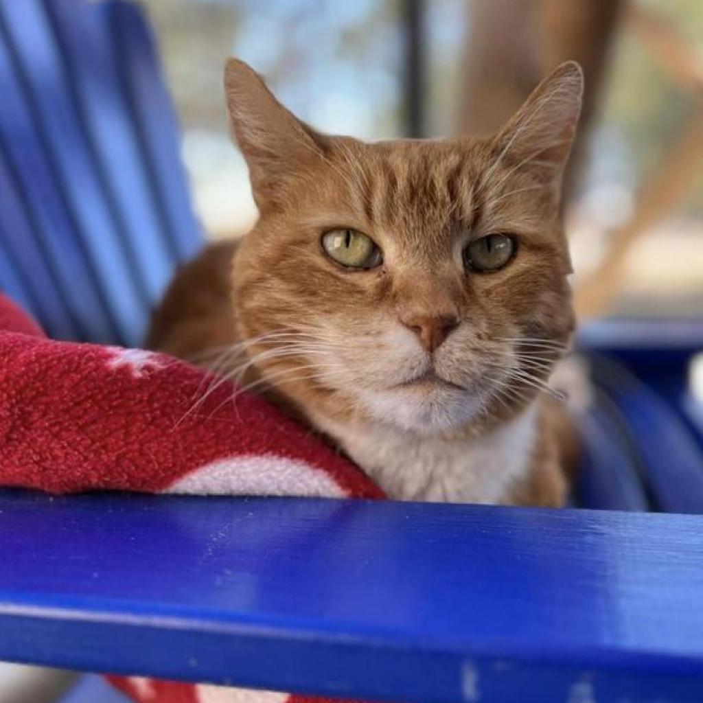 Morris, an adoptable Domestic Short Hair in Kanab, UT, 84741 | Photo Image 1