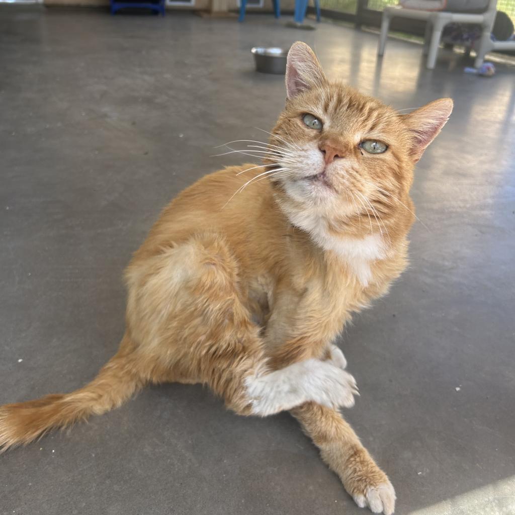 Morris, an adoptable Domestic Short Hair in Kanab, UT, 84741 | Photo Image 2