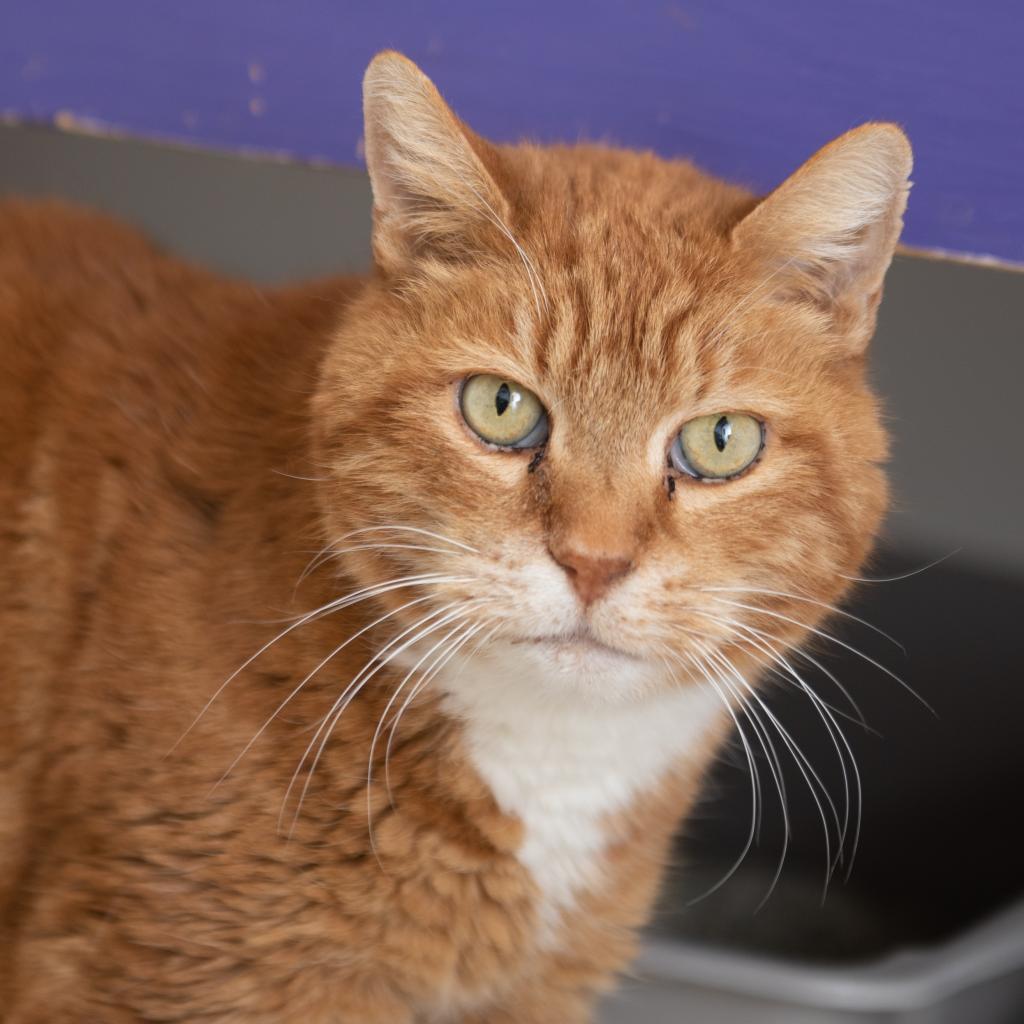 Morris, an adoptable Domestic Short Hair in Kanab, UT, 84741 | Photo Image 4