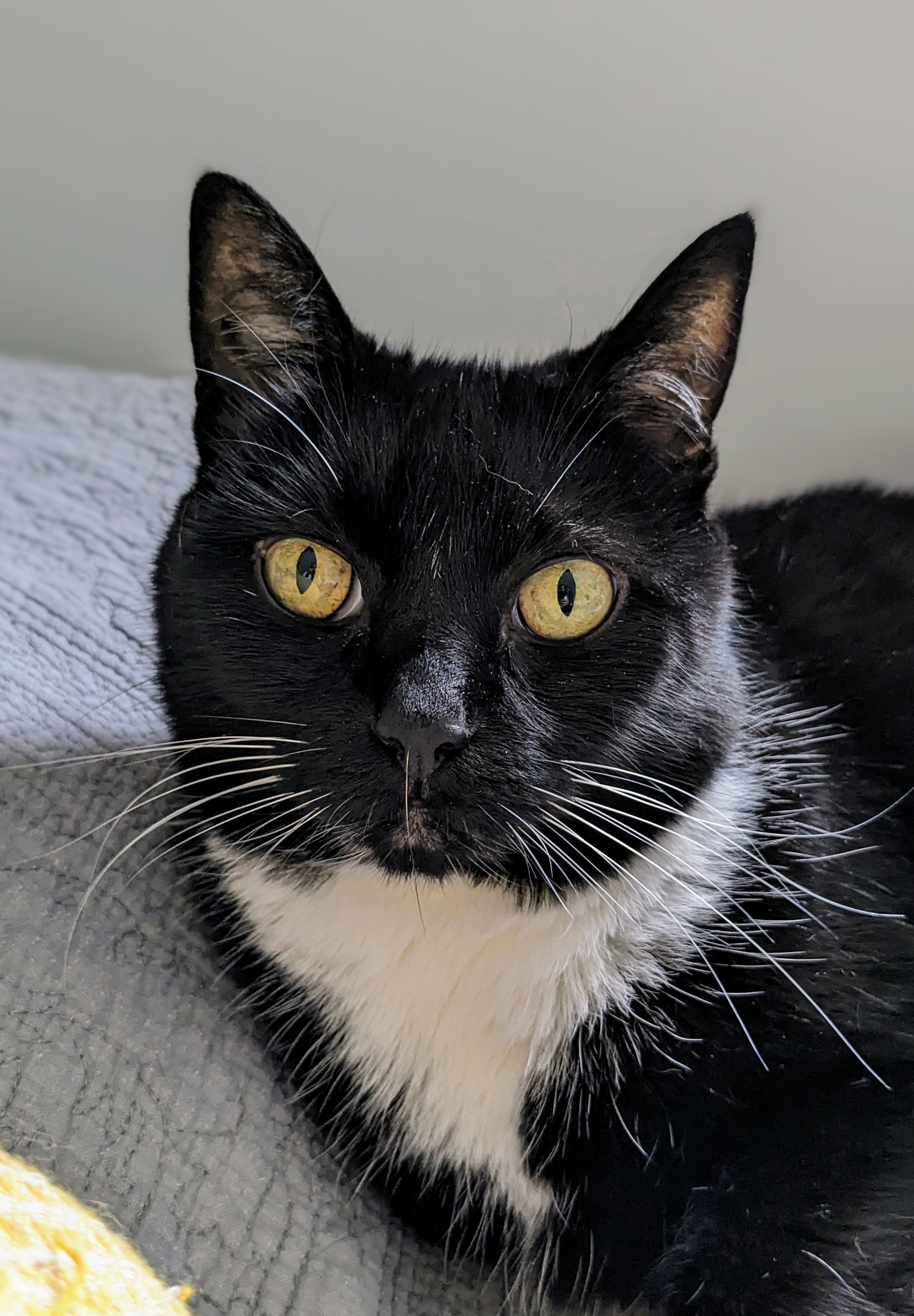 Mercy, an adoptable Domestic Short Hair in Burlington, VT, 05408 | Photo Image 1