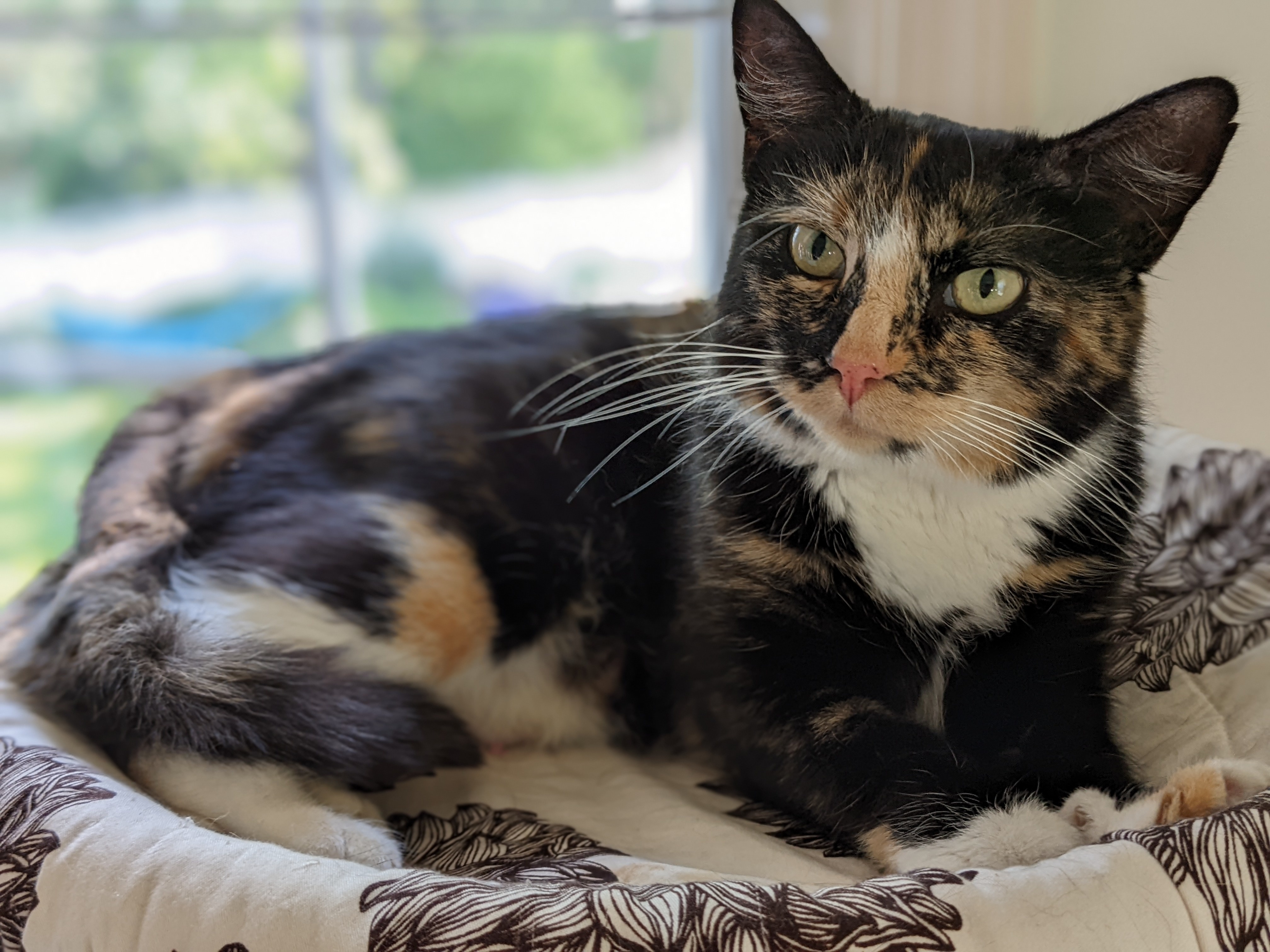 Petunia, an adoptable Domestic Short Hair in Burlington, VT, 05408 | Photo Image 1