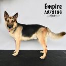 EMPIRE's profile on Petfinder.com