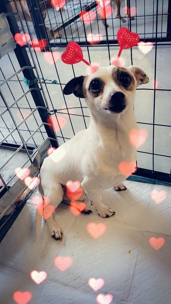 Rambo, an adoptable Chihuahua in Herriman, UT, 84096 | Photo Image 1
