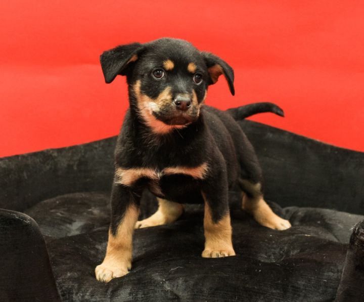 Cub, an adopted Rottweiler & Labrador Retriever Mix in Tyler, TX_image-4