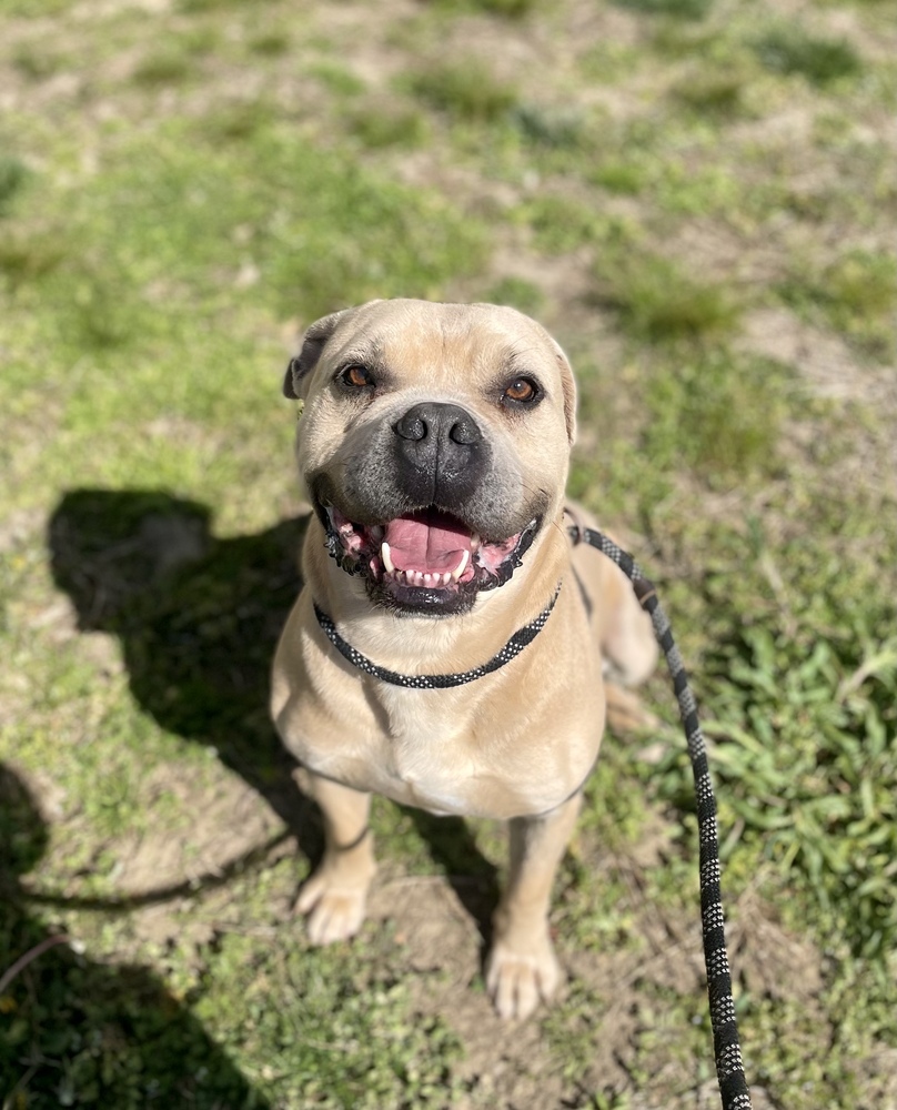 Leonidas, an adoptable American Bulldog in Dickson, TN, 37055 | Photo Image 1