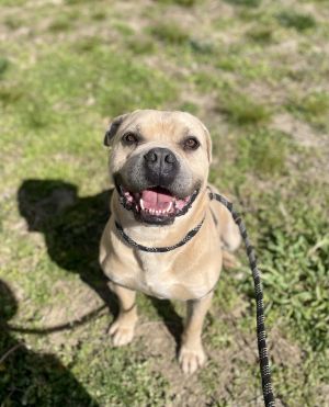 Leonidas, Adult Male American Bulldog