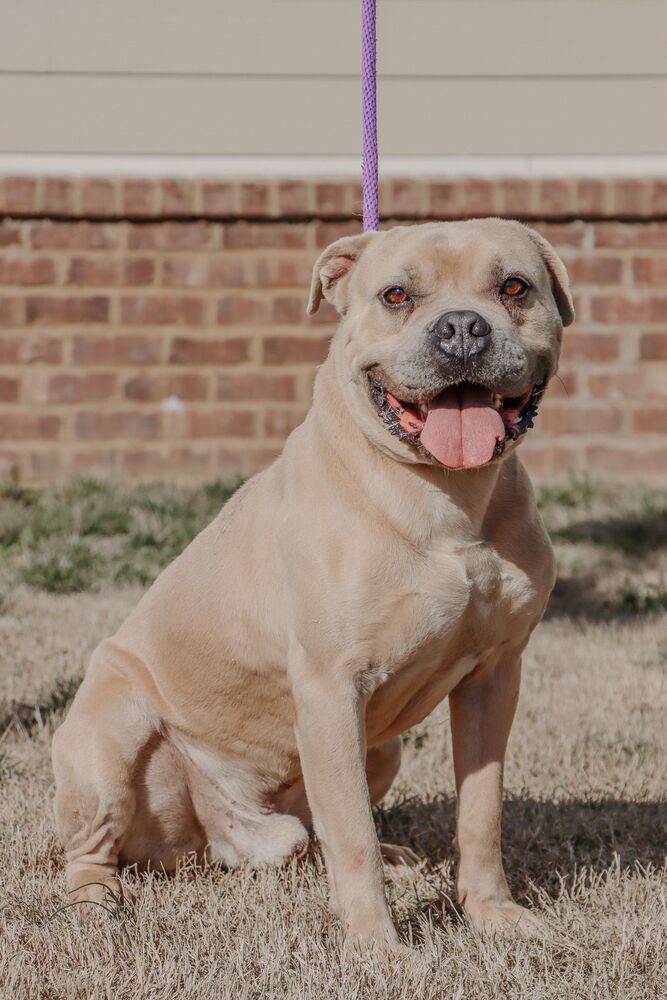 Leonidas, an adoptable American Bulldog in Dickson, TN, 37055 | Photo Image 2