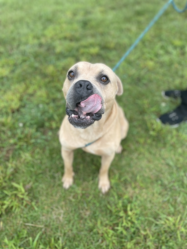 Leonidas, an adoptable American Bulldog in Dickson, TN, 37055 | Photo Image 3