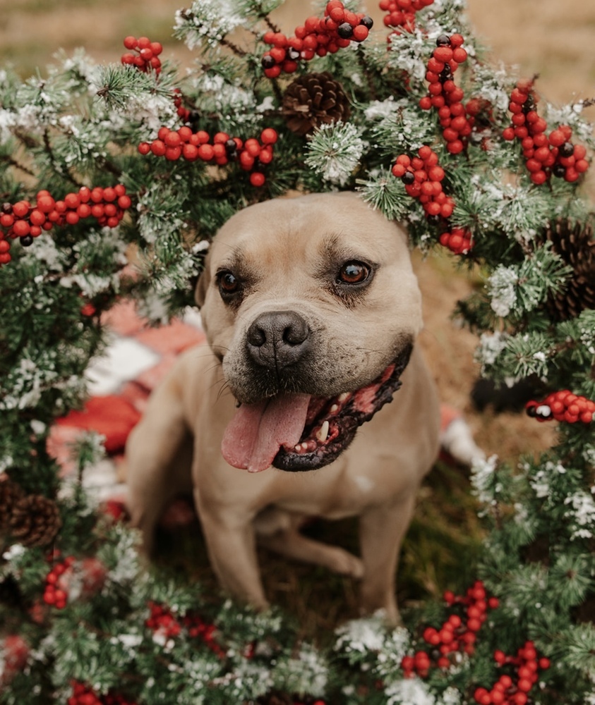 Leonidas, an adoptable American Bulldog in Dickson, TN, 37055 | Photo Image 4