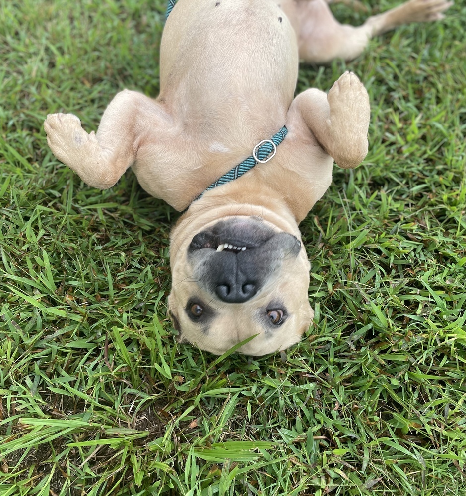 Leonidas, an adoptable American Bulldog in Dickson, TN, 37055 | Photo Image 5