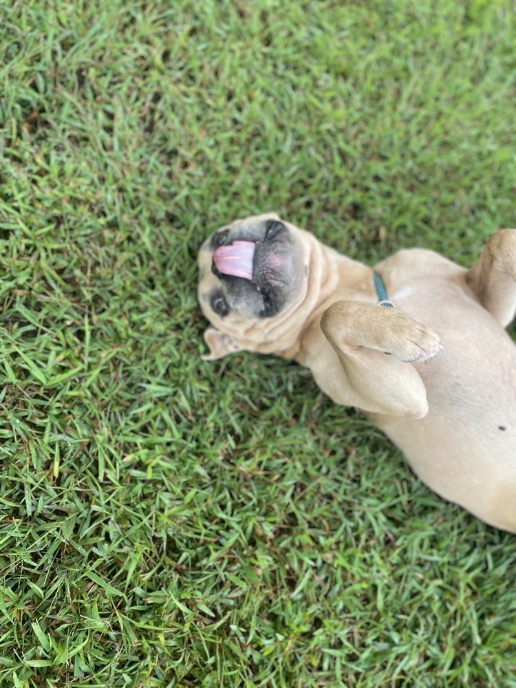 Leonidas, an adoptable American Bulldog in Dickson, TN, 37055 | Photo Image 6