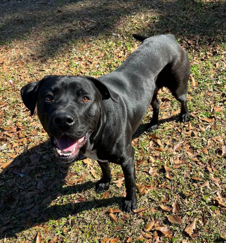 Dog for adoption - Panther, a Labrador Retriever & Mastiff Mix in Richmond  Hill, GA | Petfinder