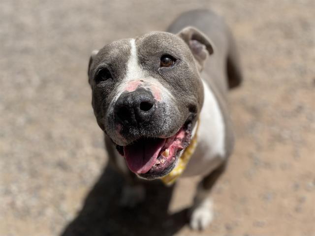 Dog for adoption - GLADYS, a Pit Bull Terrier in Mesa, AZ | Petfinder