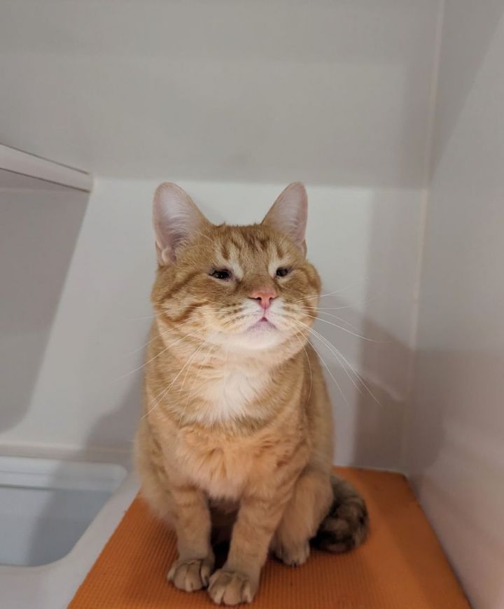Sunny, an adopted Domestic Short Hair in Seattle, WA_image-1