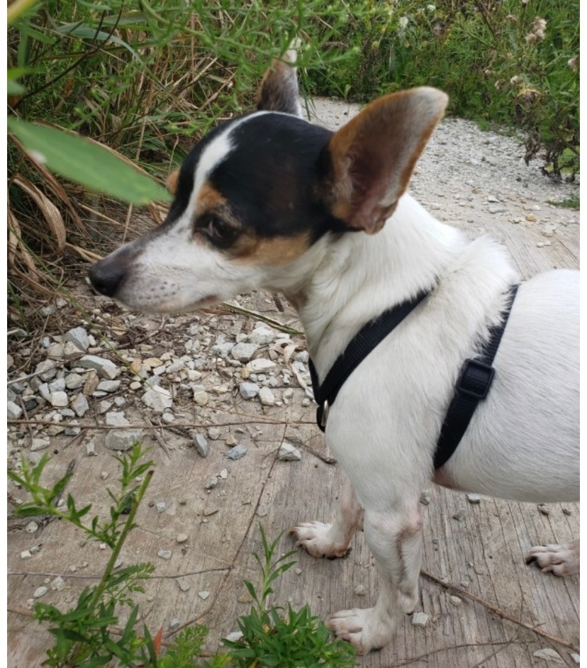 Johnathon, an adoptable Chihuahua in Union Grove, WI, 53182 | Photo Image 2
