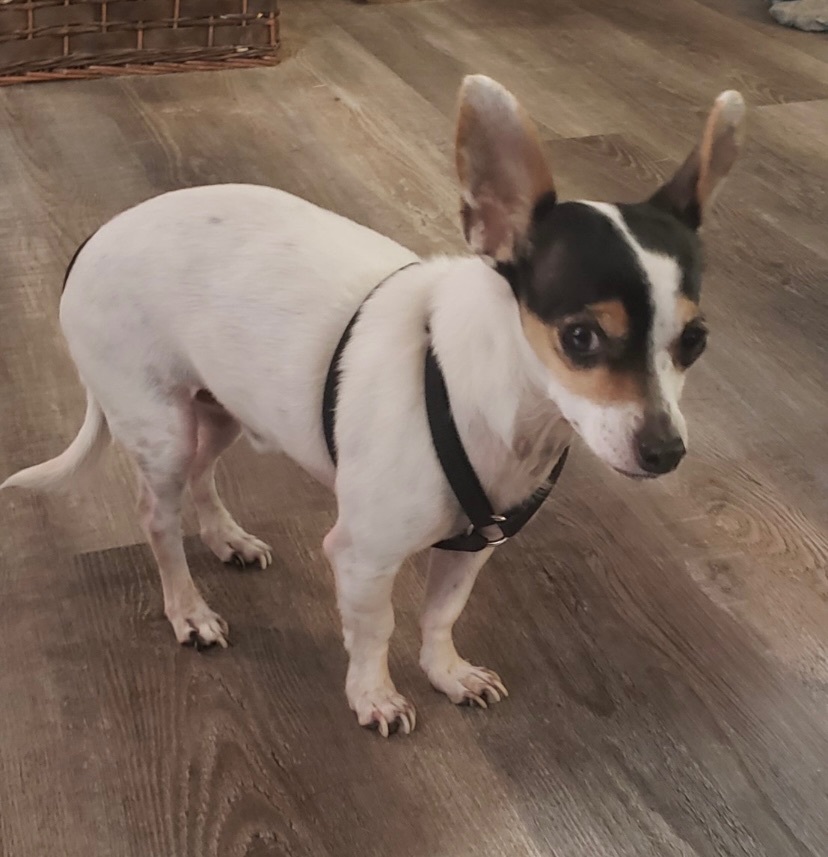 Johnathon, an adoptable Chihuahua in Union Grove, WI, 53182 | Photo Image 3