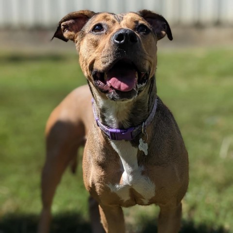 Bella, an adoptable Pit Bull Terrier in Warrensburg, MO, 64093 | Photo Image 1