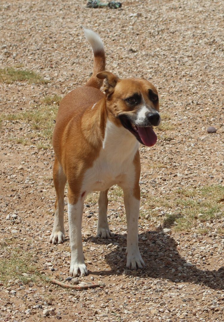 Rudy, an adoptable Mixed Breed in Post, TX, 79356 | Photo Image 3