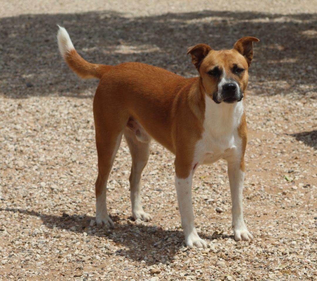 Rudy, an adoptable Mixed Breed in Post, TX, 79356 | Photo Image 6