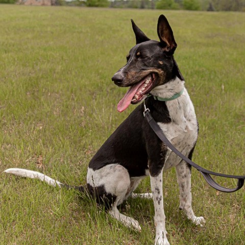 Jovi, an adoptable German Shepherd Dog, Great Dane in West Des Moines, IA, 50265 | Photo Image 1