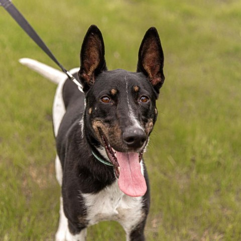 Jovi, an adoptable German Shepherd Dog, Great Dane in West Des Moines, IA, 50265 | Photo Image 2
