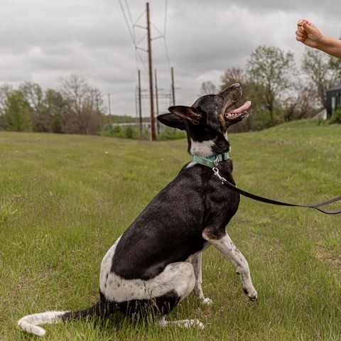 Jovi, an adoptable German Shepherd Dog, Great Dane in West Des Moines, IA, 50265 | Photo Image 3