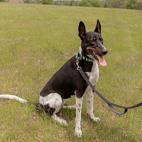 Jovi, an adoptable German Shepherd Dog, Great Dane in West Des Moines, IA, 50265 | Photo Image 4